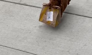 Doggo Struts Down Sidewalk with Precious Cargo