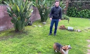 Corgi Plays Catch and Throws the Ball Back