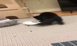 Sable Playfully Tries to Wear Medical Mask