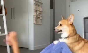 Corgi Loves Getting Involved in Workout Routine