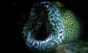 Face to Face with a Big Leopard Moray Eel
