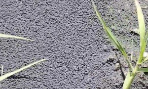 Peculiar Black Pool Wiggles