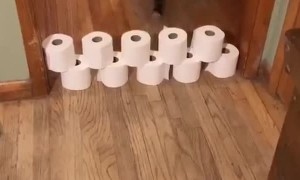 Doggie Jumps Through Quarantine Boredom