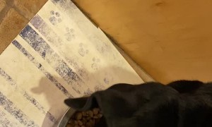 Picky Dog Wants a Little Seasoning to Her Food