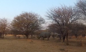Walking only feet away from extremely rare white rhinos