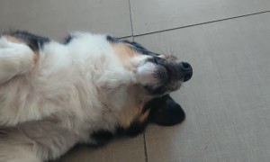 Oreo Demands Scratches!