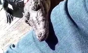 Adolescent Crocodile Falls Asleep on Owners Legs