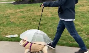 Coco Has Her Own Umbrella