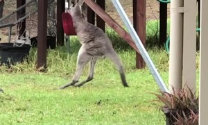 Wild Kangaroo Joey Playing with a Swing