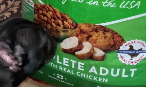 Doggo Finds Food Bag Appetizing