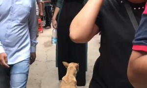 Dog Demands a Snack Before Letting Her Pass
