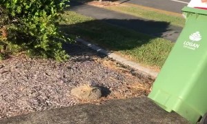 Taking Out the Trash in Your Wedding Dress