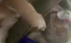 Sleepy Doggy Relaxes in Refrigerator