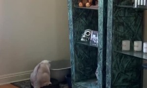 Kitty Rides out Isolation on Roomba