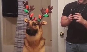 German Shepherd is Unsure About New Outfit