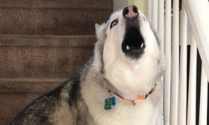 Vocal husky feels the same way we do during this quarantine