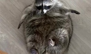 Pet Raccoon Receives a Large Loaf of Bread