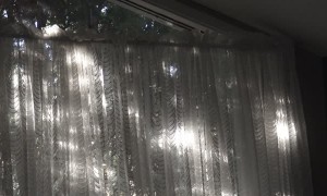 Crazy Bird Attacking Our Window!