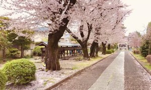 Cherry Blossom Trees Bloom in Saitama