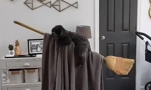 Doggo Becomes a Wizard During Quarantine