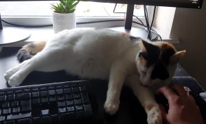 Kitty Assistant Not Very Helpful