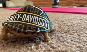 Mr Bob the Turtle Has Many Hats