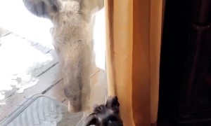 Dog and Moose Make Friends Through Glass Door