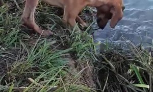 Doggo is a Really Good Fisherman