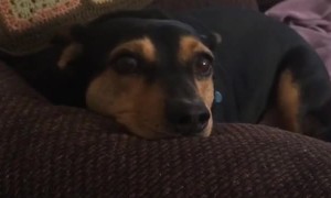 Special Lullaby Puts Doggo Right to Sleep