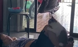 Kitty Assisting With Quarantine Exercise