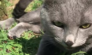 These Two Cats Behave Like Doggos