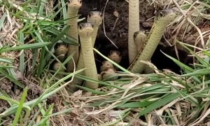 Even Snakes Are Staying at Home During the Pandemic