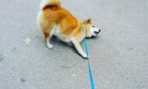 Dog is Very Suddenly Tired