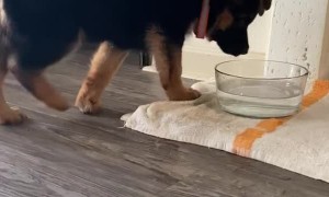 Puppy Bites at Water in Bowl