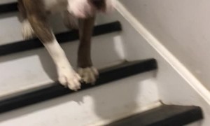 Dog's Different Way of going Down Stairs