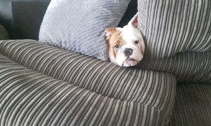 Bonnie the Bulldog Causes Chaos on Couch