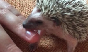Little Hedgehogs Nibbling Fingers