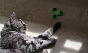 Cat Plays with a Fidget Spinner