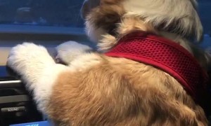 Puppy Disapproves of Windshield Wipers