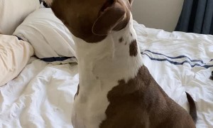 Dog Protects Humans from Tiny Spider