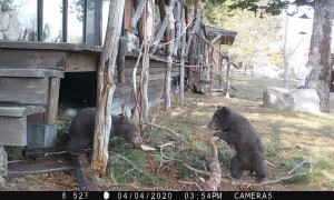 Two Bear Cubs Wrestling