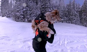 Rachel Training her Doggo Denali in Ski Patrol and Avalanche Rescue