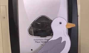 Seagull Hand Sanitizer Goof