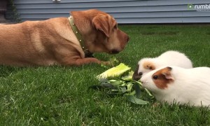 Big dog casually enjoys a snack with guinea pigs
