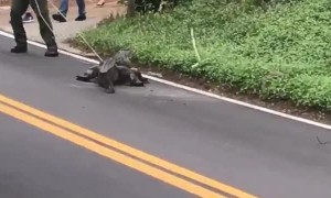 Alligator Tries to Evade Capture