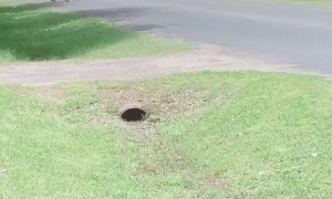 Puppies Rescued From Living in Drain Pipe