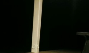 Friendly Wild Hand-Fed Raccoon