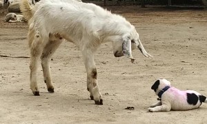Puppy Butts Heads With Friendly Goat