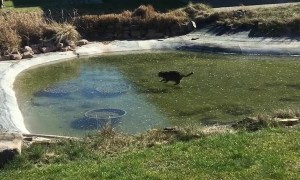 Cat Trying to Eat Fish Through Ice Unsuccessfully