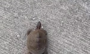 Helping a Tortoise Cross the Street
